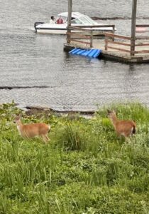Lakeside