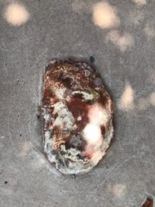 Holbrook petrified logs