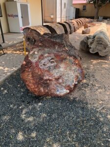 Holbrook petrified logs