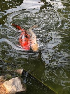 Pahrump Nevada Koi pond