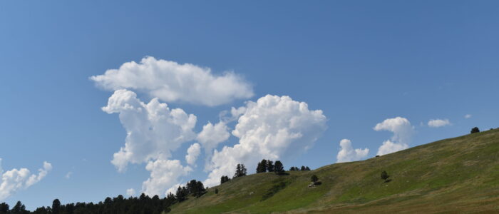 Custer State Park Wildlife Loop
