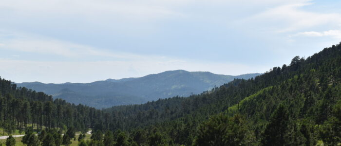 Custer State Park Wildlife Loop