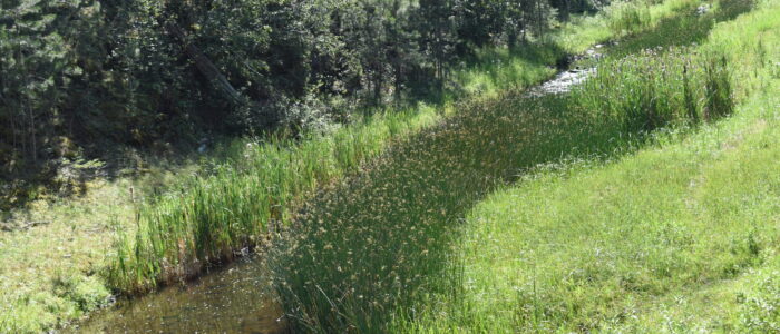 Custer State Park Wildlife Loop