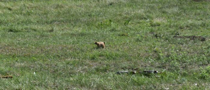 Custer State Park Wildlife Loop