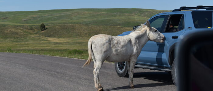 Custer State Park Wildlife Loop