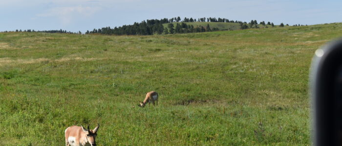 Custer State Park Wildlife Loop