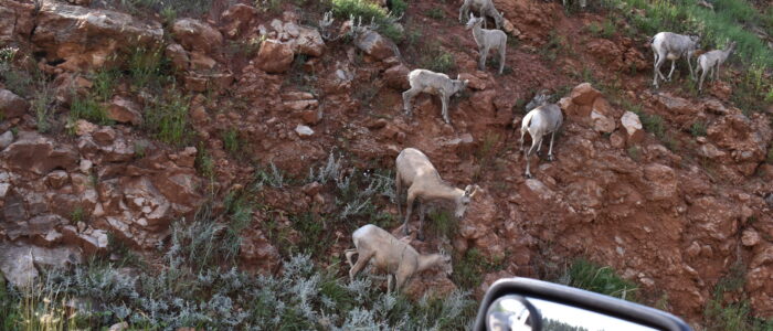 Custer State Park Wildlife Loop