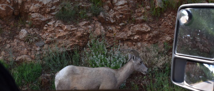 Custer State Park Wildlife Loop