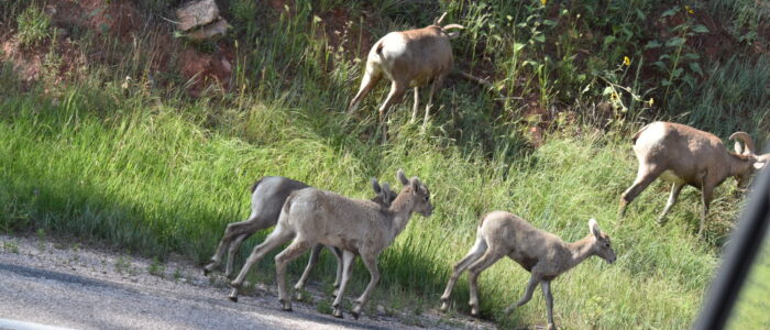 Custer State Park Wildlife Loop